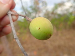 Hancornia speciosa