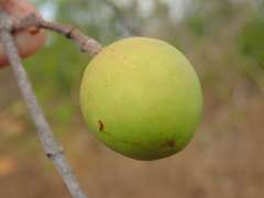Hancornia speciosa