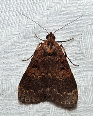 Hydrillodes dimissalis