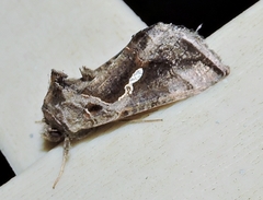 Chrysodeixis subsidens