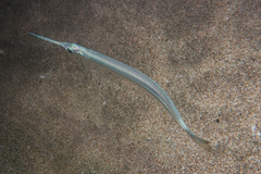 Hyporhamphus ihi