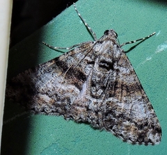 Gastrinodes argoplaca