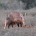 Aardvarks - Photo (c) David Renoult, some rights reserved (CC BY-NC), uploaded by David Renoult