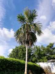 Sabal mauritiiformis