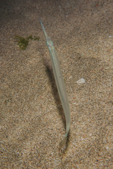 Hyporhamphus ihi