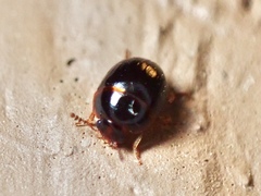 Leiodinae
