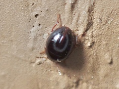 Leiodinae