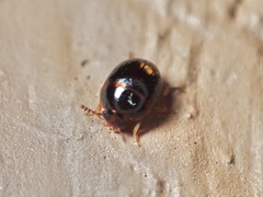 Leiodinae
