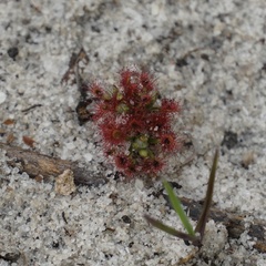 Drosera roseana