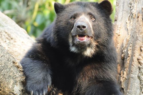 Spectacled Bear, photo 10 of 10