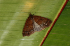 Rejectaria rosimonalis