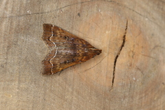 Rejectaria rosimonalis