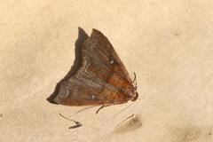 Rejectaria rosimonalis