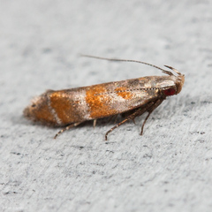 Battaristis vittella
