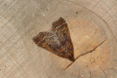 Rejectaria rosimonalis