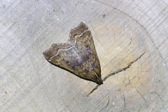 Rejectaria rosimonalis