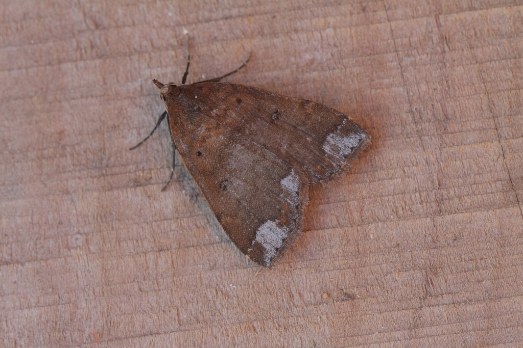 Rejectaria rosimonalis