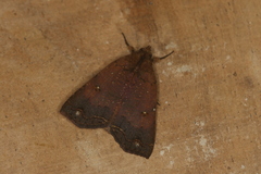 Rejectaria rosimonalis