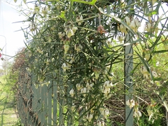 Araujia angustifolia