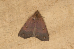 Rejectaria rosimonalis