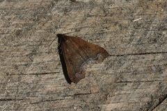 Rejectaria rosimonalis