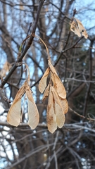 Acer negundo violaceum