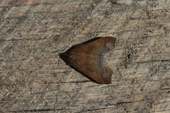 Rejectaria rosimonalis