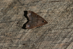 Rejectaria rosimonalis