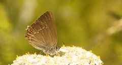 Satyrium acaciae
