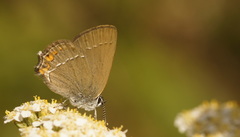 Satyrium acaciae
