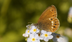 Coenonympha hero