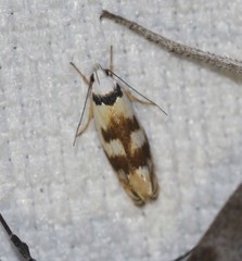 Plectophila pyrgodes