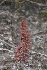 Drosera platypoda
