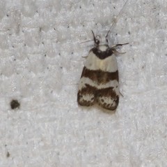 Eulechria triferella