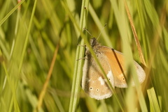 Coenonympha tullia