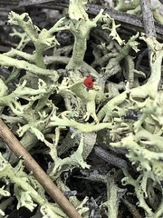 Cladonia leporina