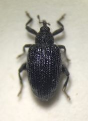 Orchestes pallicornis