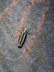 Chrysorabdia vilemani