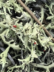 Cladonia leporina