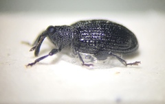 Orchestes pallicornis