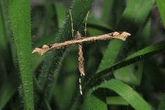 Stenoptilodes sematodactyla