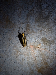 Chrysorabdia vilemani
