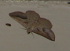 Digrammia subminiata