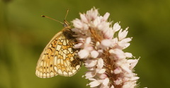 Boloria eunomia