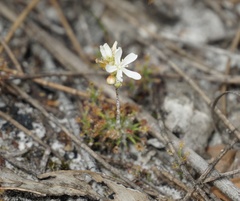 Drosera verrucata