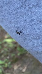 Psorophora longipalpus