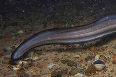 Conger verreauxi