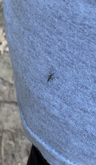 Psorophora longipalpus