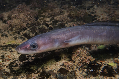 Conger verreauxi