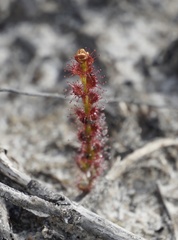 Drosera platypoda